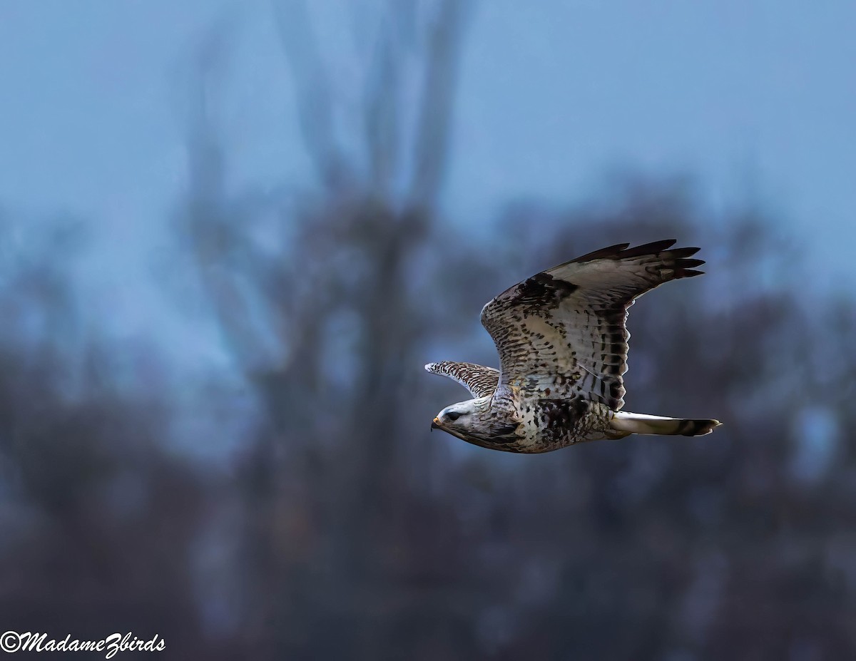 Тарлан сар - ML628816690