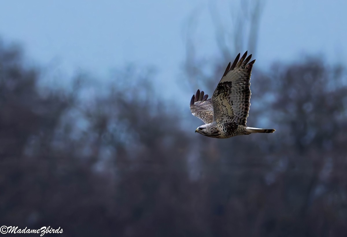 Тарлан сар - ML628816691