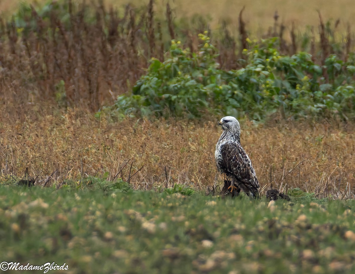 Тарлан сар - ML628816692