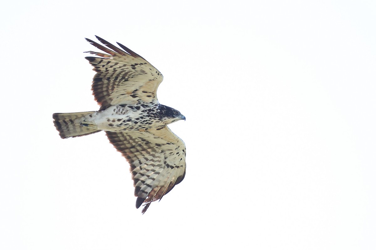 Ayres's Hawk-Eagle - Zach Simpson - Birding Ecotours