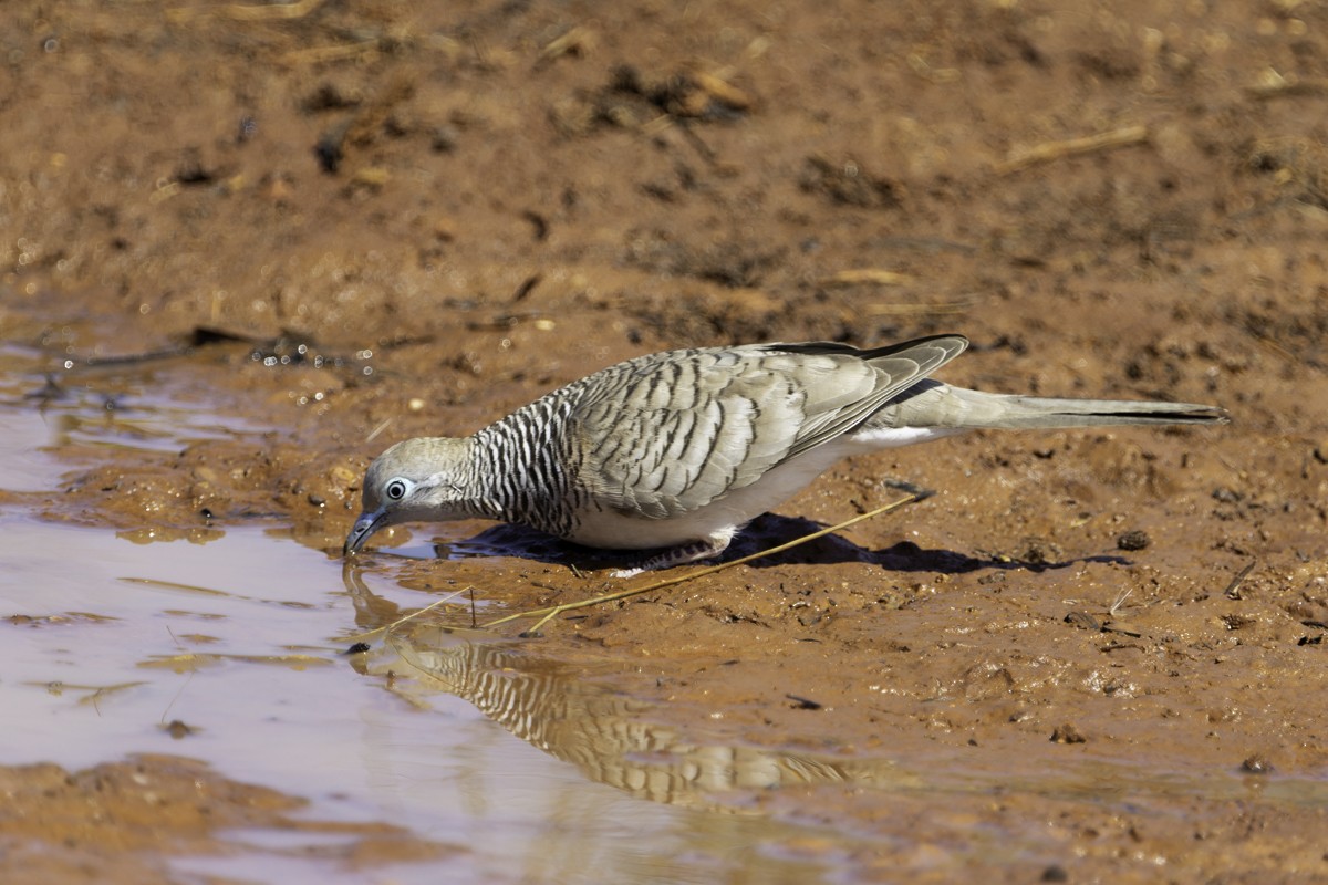 Peaceful Dove - ML628816771