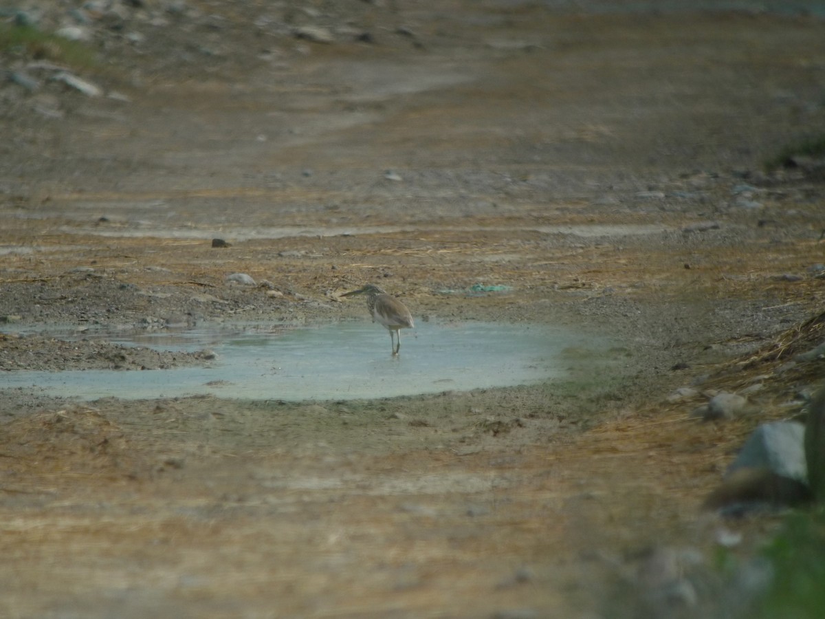 pond-heron sp. - ML628816925