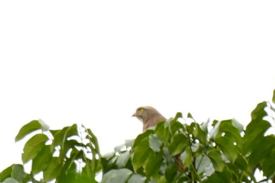 Gray-faced Buzzard - ML628817028