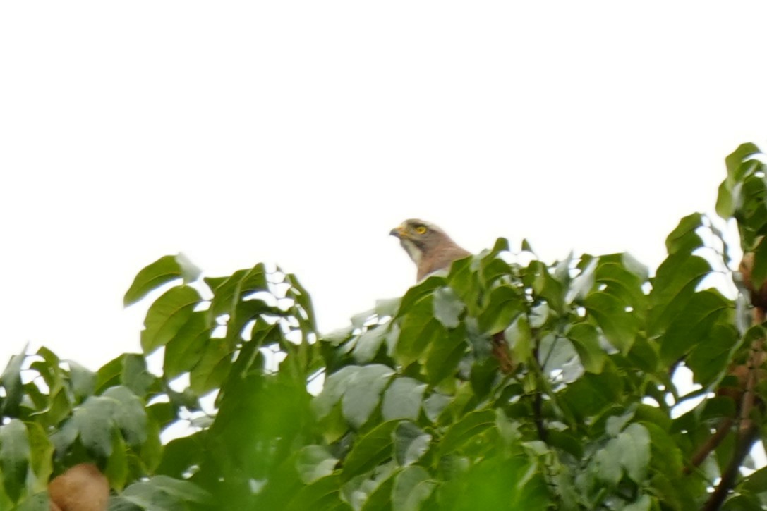 Gray-faced Buzzard - ML628817029