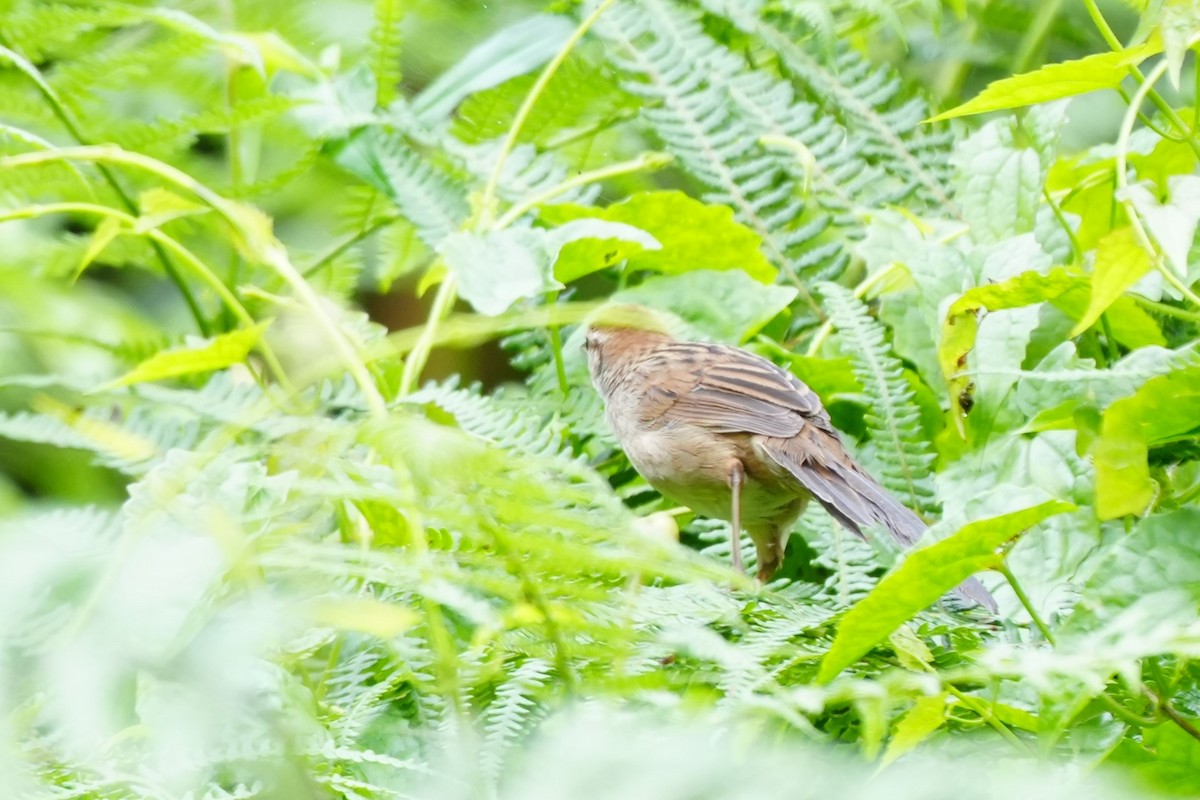 Tawny Grassbird - ML628817032