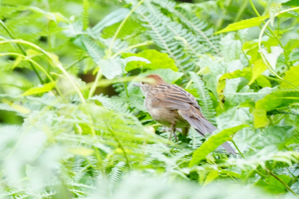 Tawny Grassbird - ML628817033