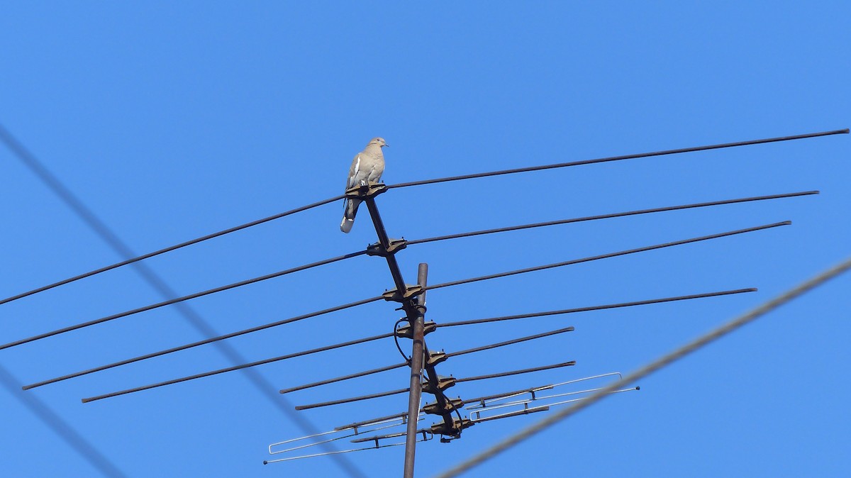 White-winged Dove - ML628817042
