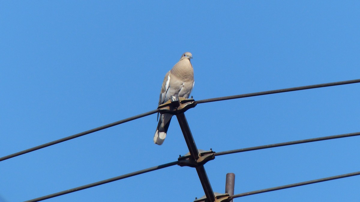 White-winged Dove - ML628817043