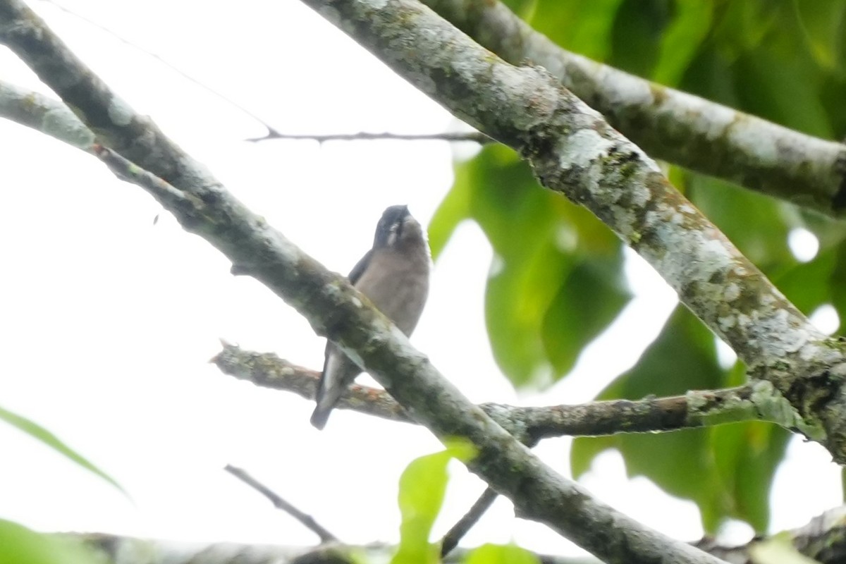 Whiskered Flowerpecker - ML628817059