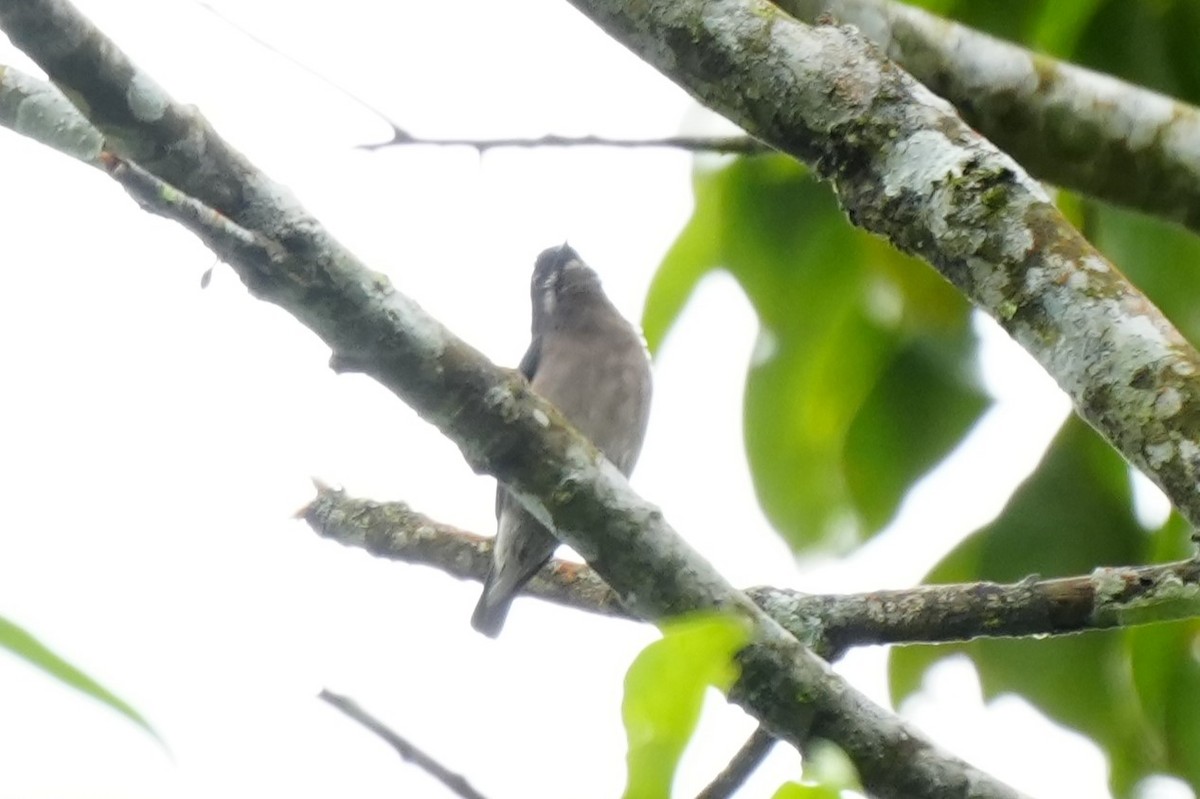 Whiskered Flowerpecker - ML628817060