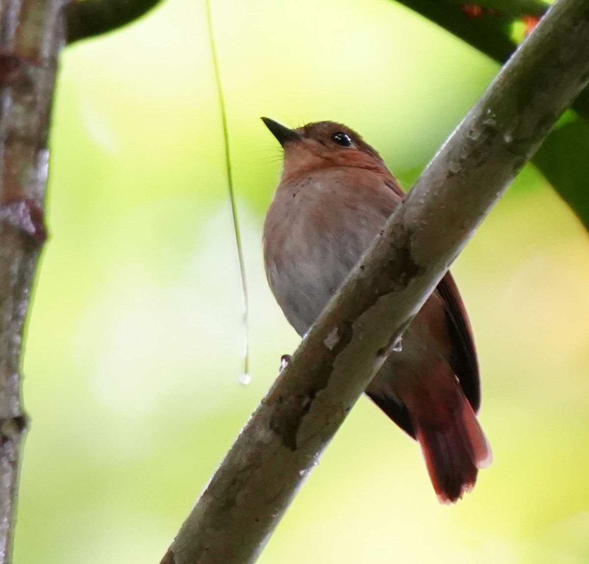 Cryptic Flycatcher - ML628817074