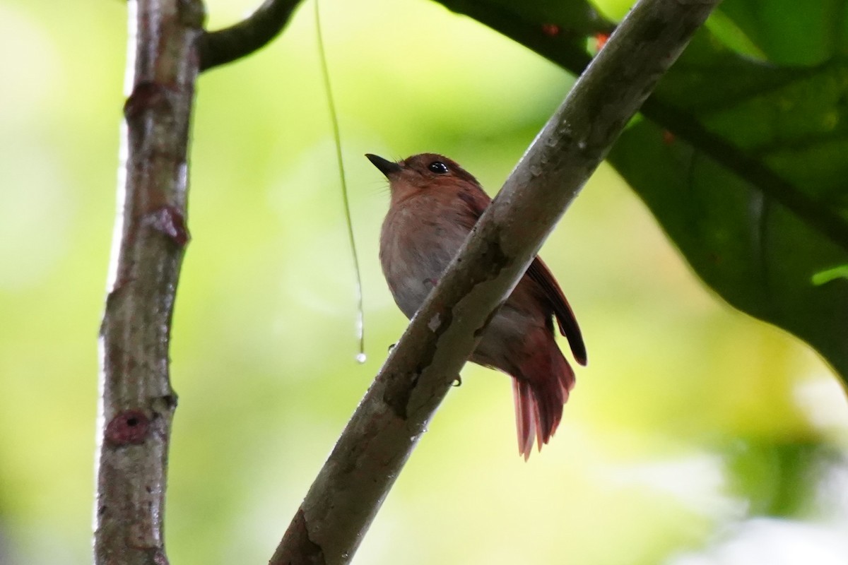 Cryptic Flycatcher - ML628817075