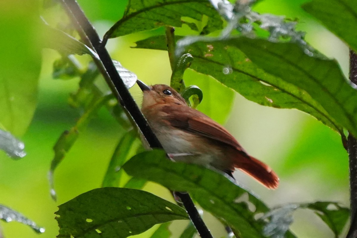 Cryptic Flycatcher - ML628817076