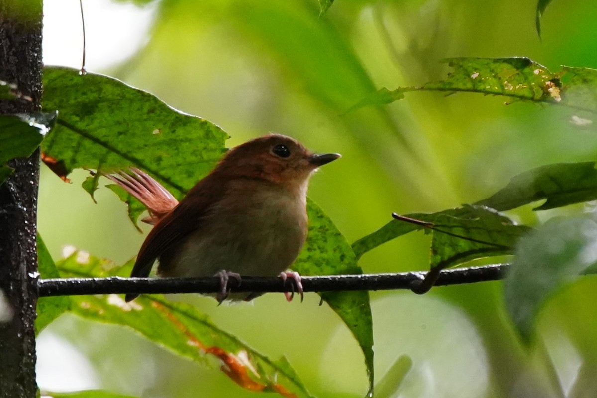 Cryptic Flycatcher - ML628817077