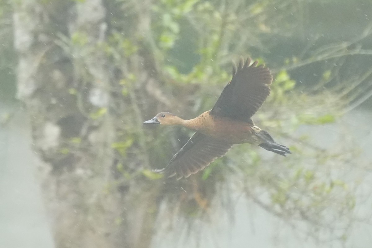 Wandering Whistling-Duck - ML628817109