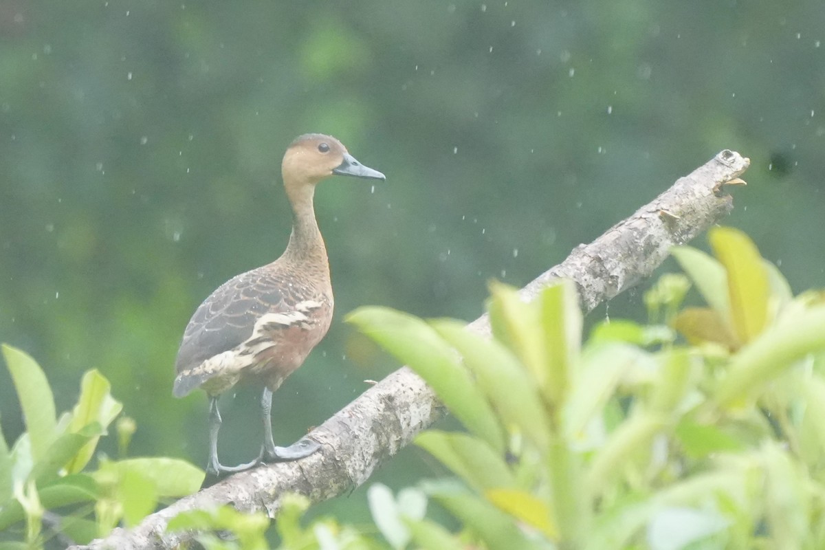 Wandering Whistling-Duck - ML628817110