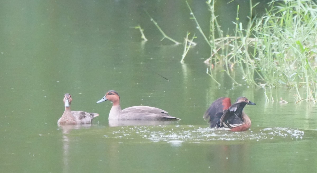 Wandering Whistling-Duck - ML628817111