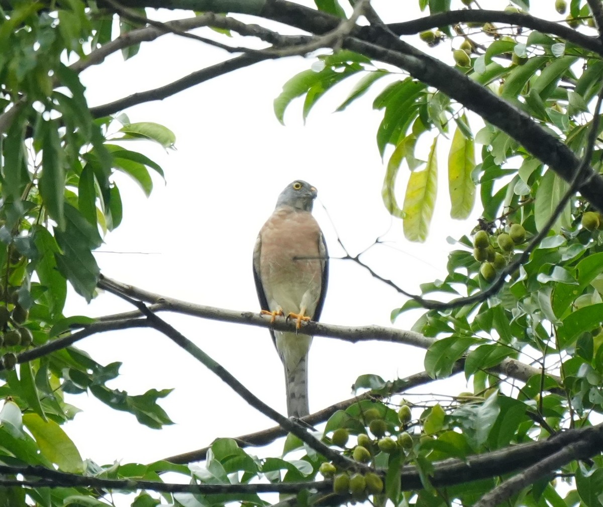 Chinese Sparrowhawk - ML628817129