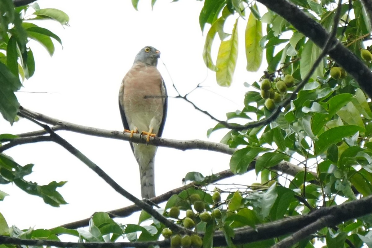 Chinese Sparrowhawk - ML628817130