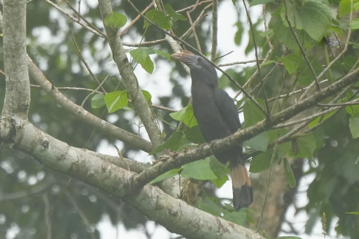 Mindanao Hornbill - ML628817139