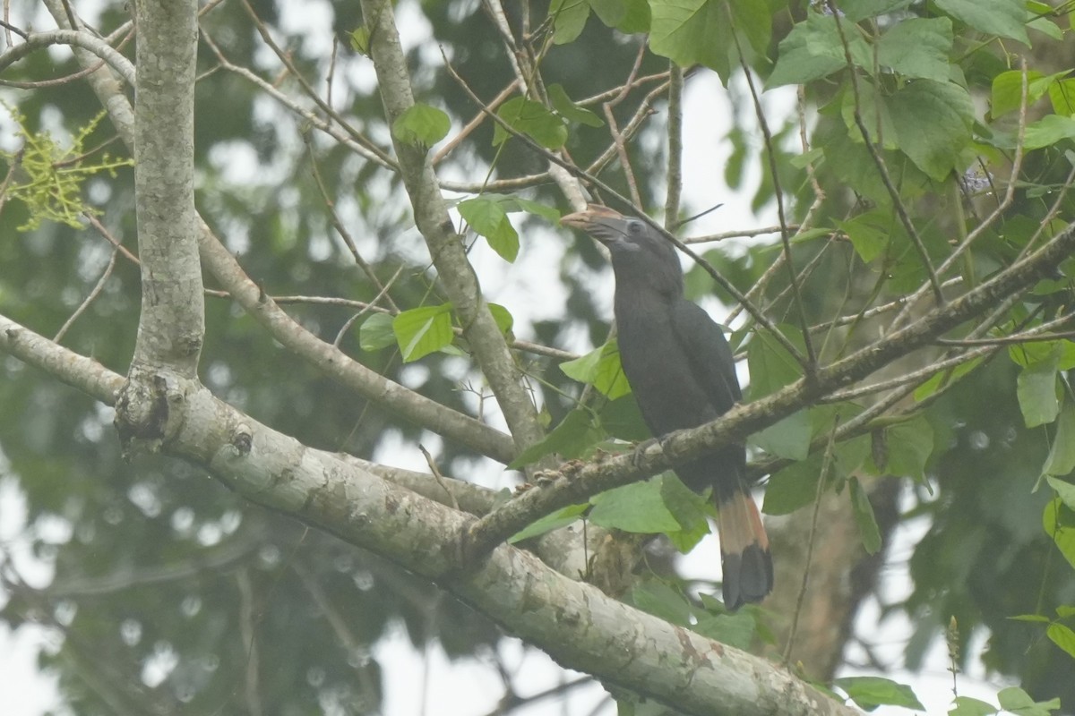 Mindanao Hornbill - ML628817140