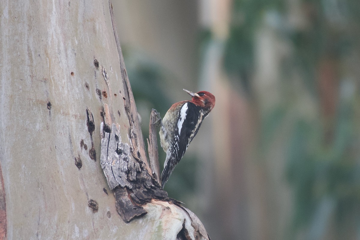 Red-breasted Sapsucker (daggetti) - ML628817248