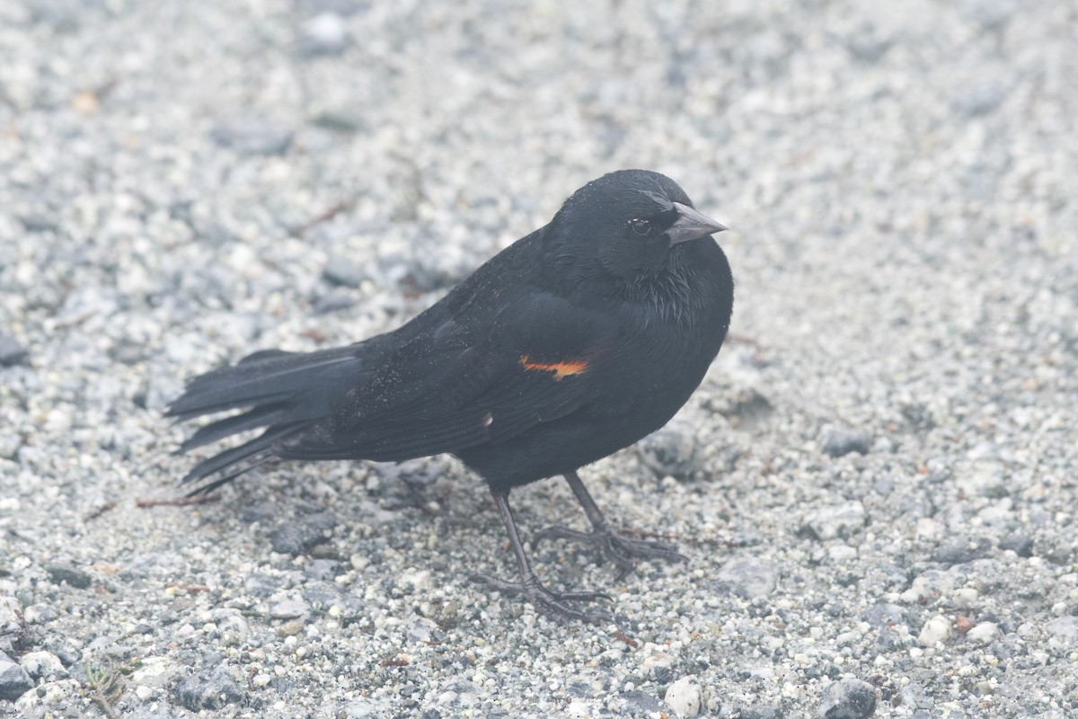 Red-winged Blackbird (California Bicolored) - ML628817270