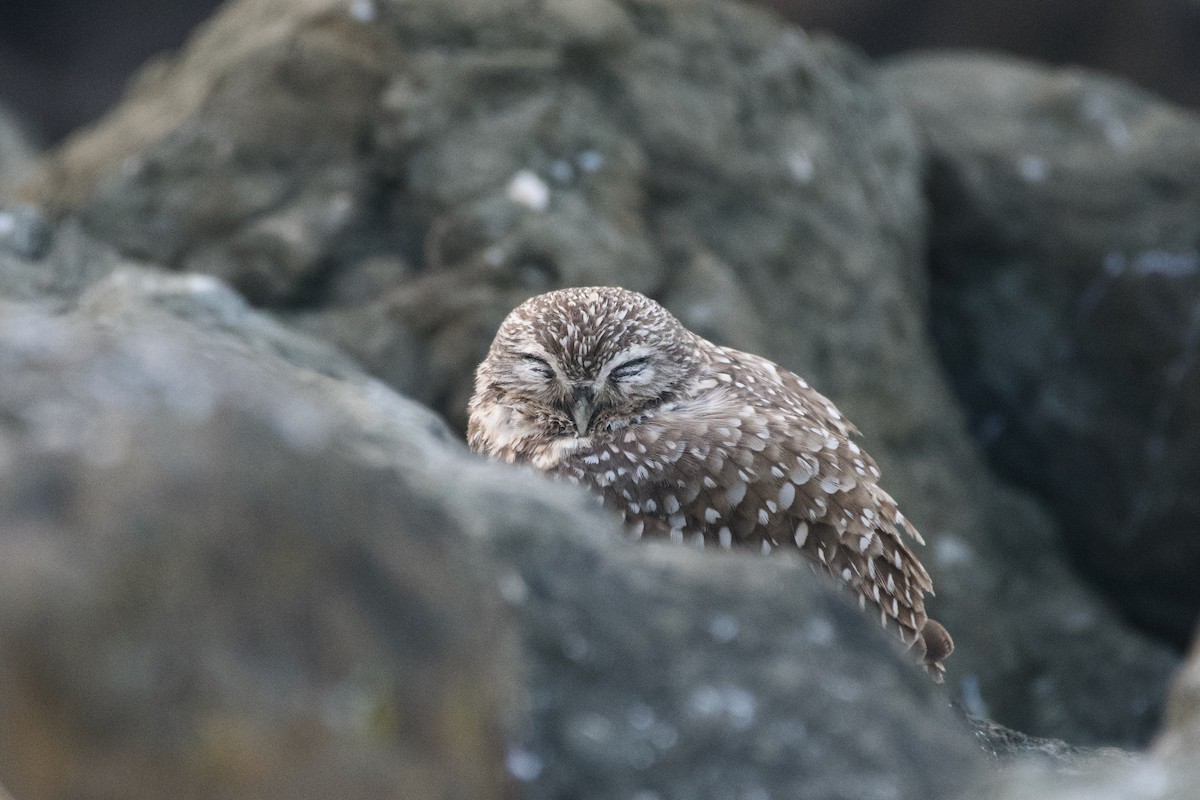 Burrowing Owl - ML628817294