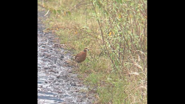 Crested Bobwhite - ML628817331