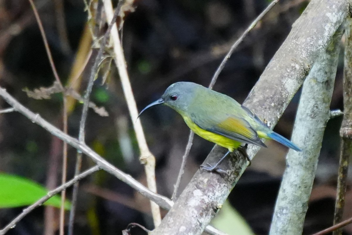 Lina's Sunbird - ML628817641