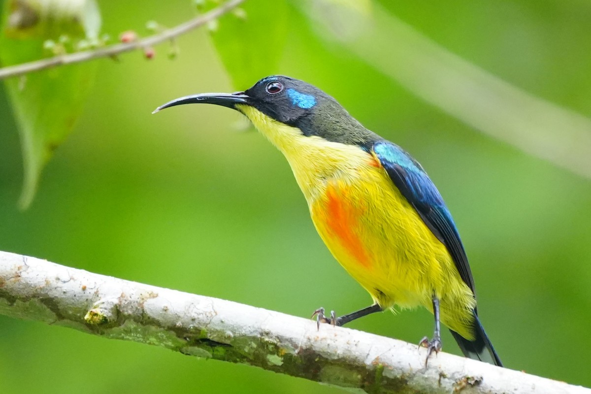Lina's Sunbird - ML628817642