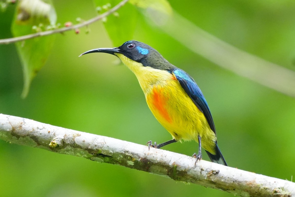 Lina's Sunbird - ML628817643
