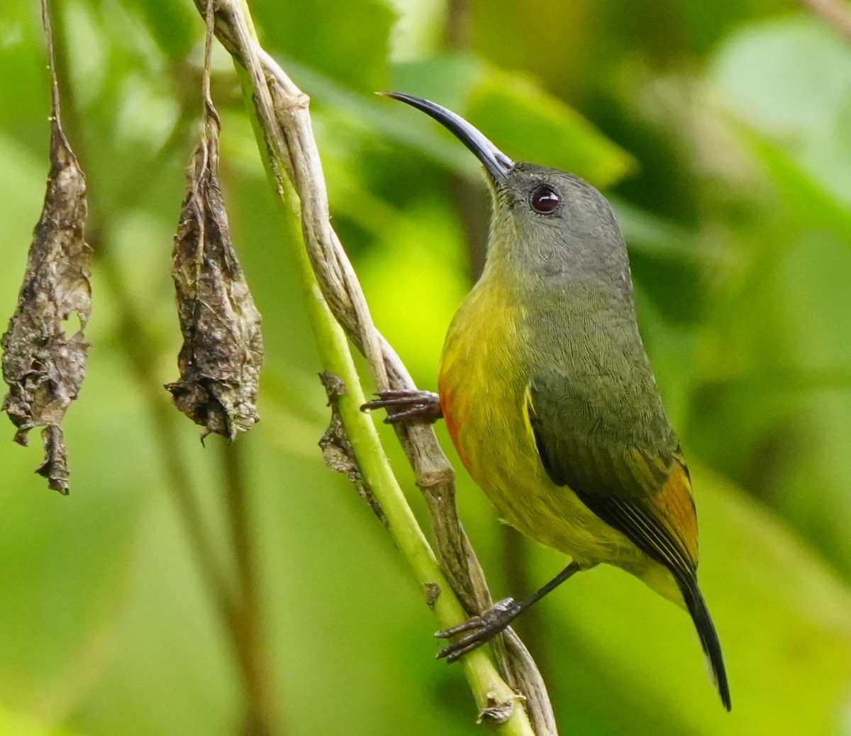 Lina's Sunbird - ML628817648