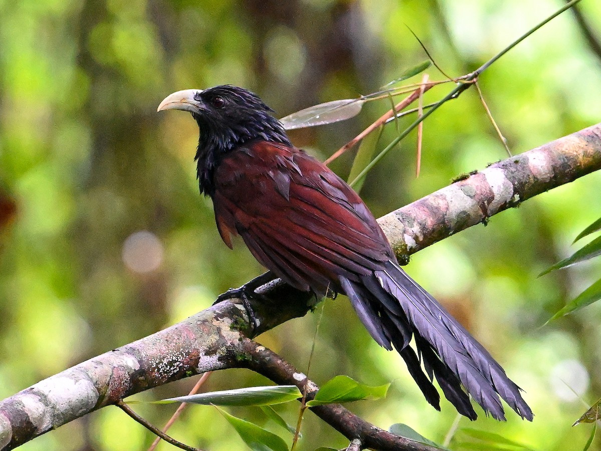 Green-billed Coucal - ML628817870