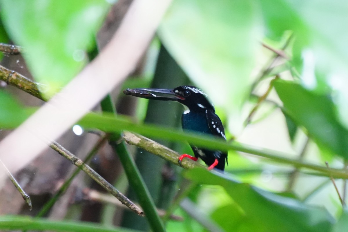 Southern Silvery-Kingfisher - ML628817949