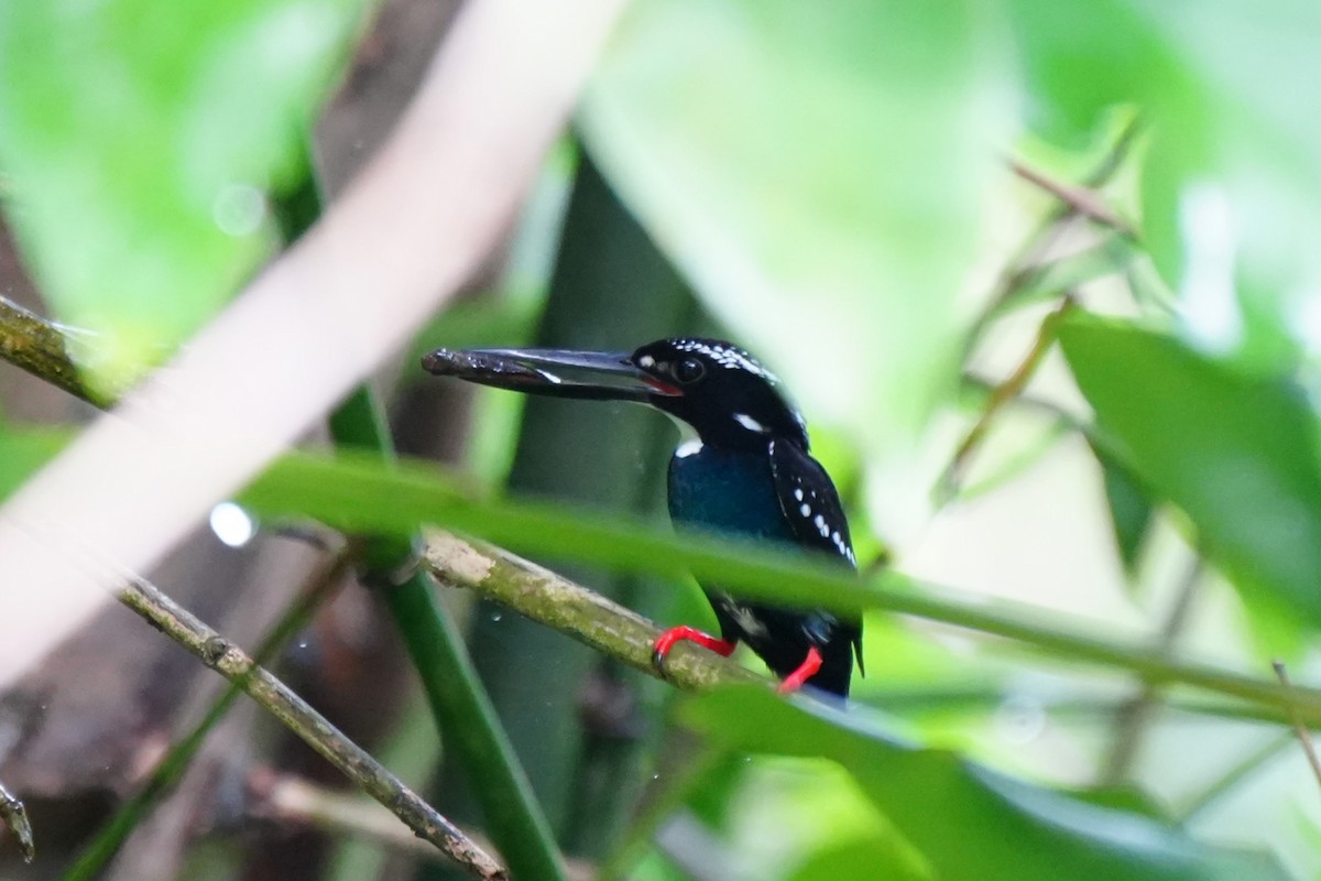 Southern Silvery-Kingfisher - ML628817950