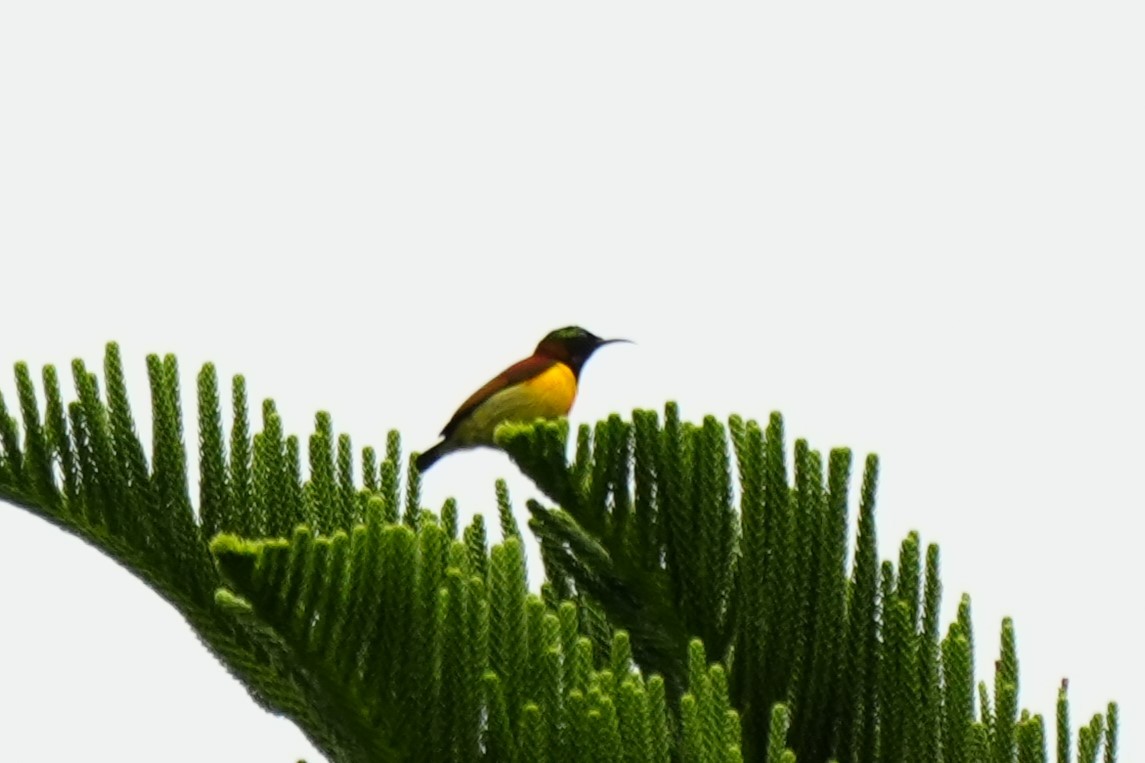 Purple-throated Sunbird (Orange-lined) - ML628817963