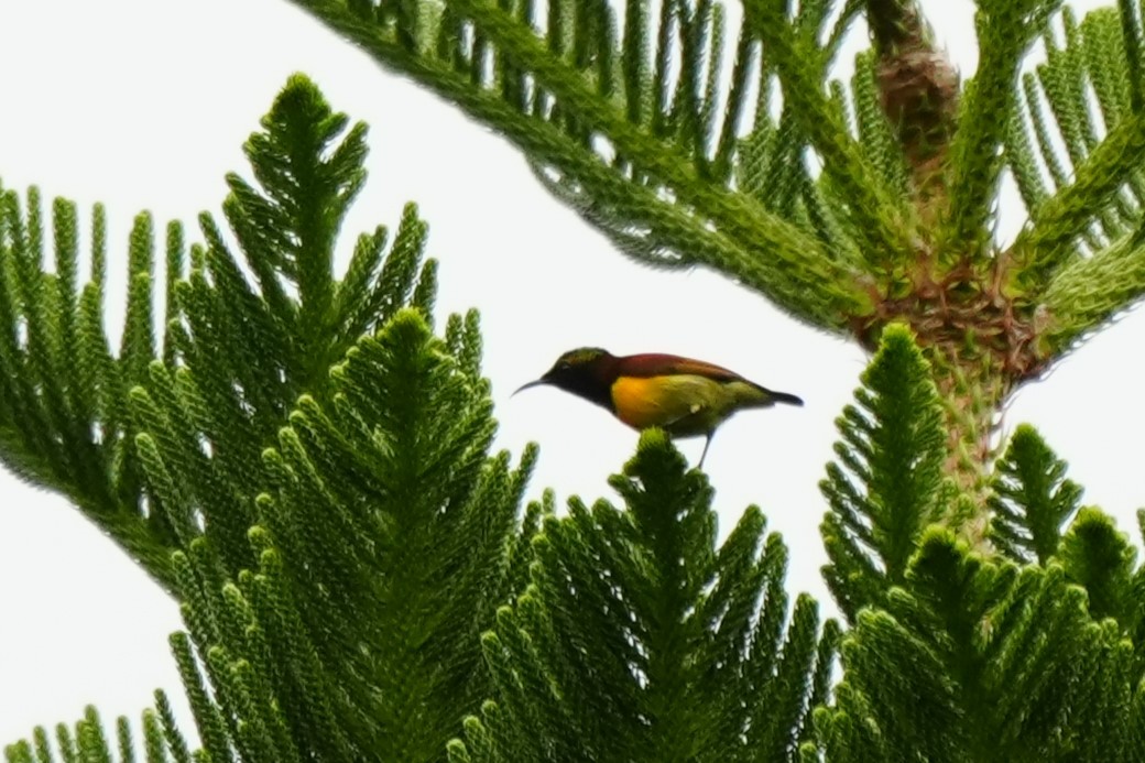 Purple-throated Sunbird (Orange-lined) - ML628817964