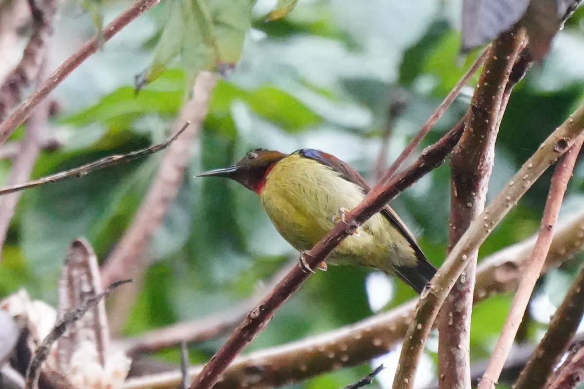 Brown-throated Sunbird - ML628817969