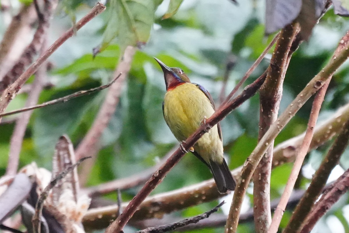 Brown-throated Sunbird - ML628817970