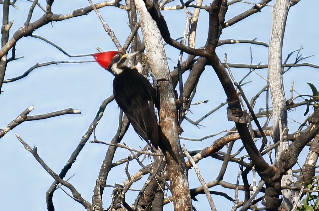 Black-bodied Woodpecker - ML628818263