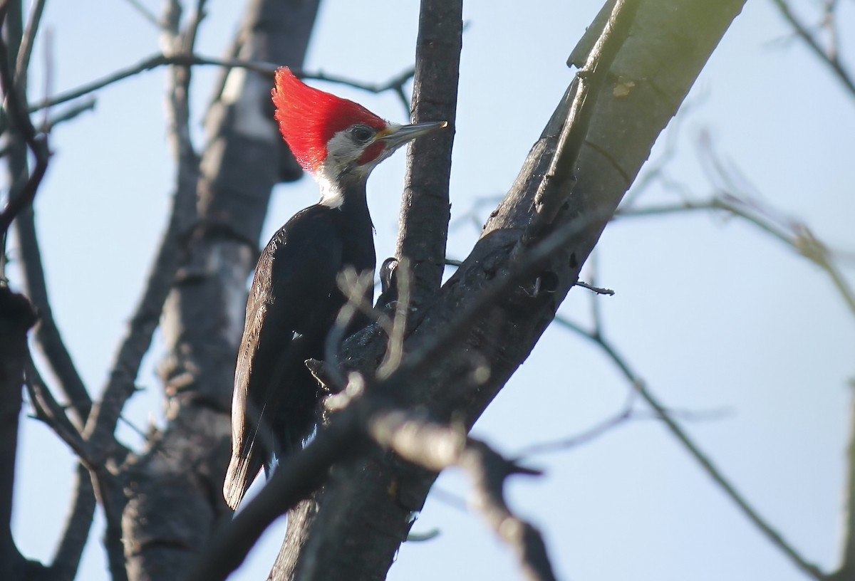Black-bodied Woodpecker - ML628818268