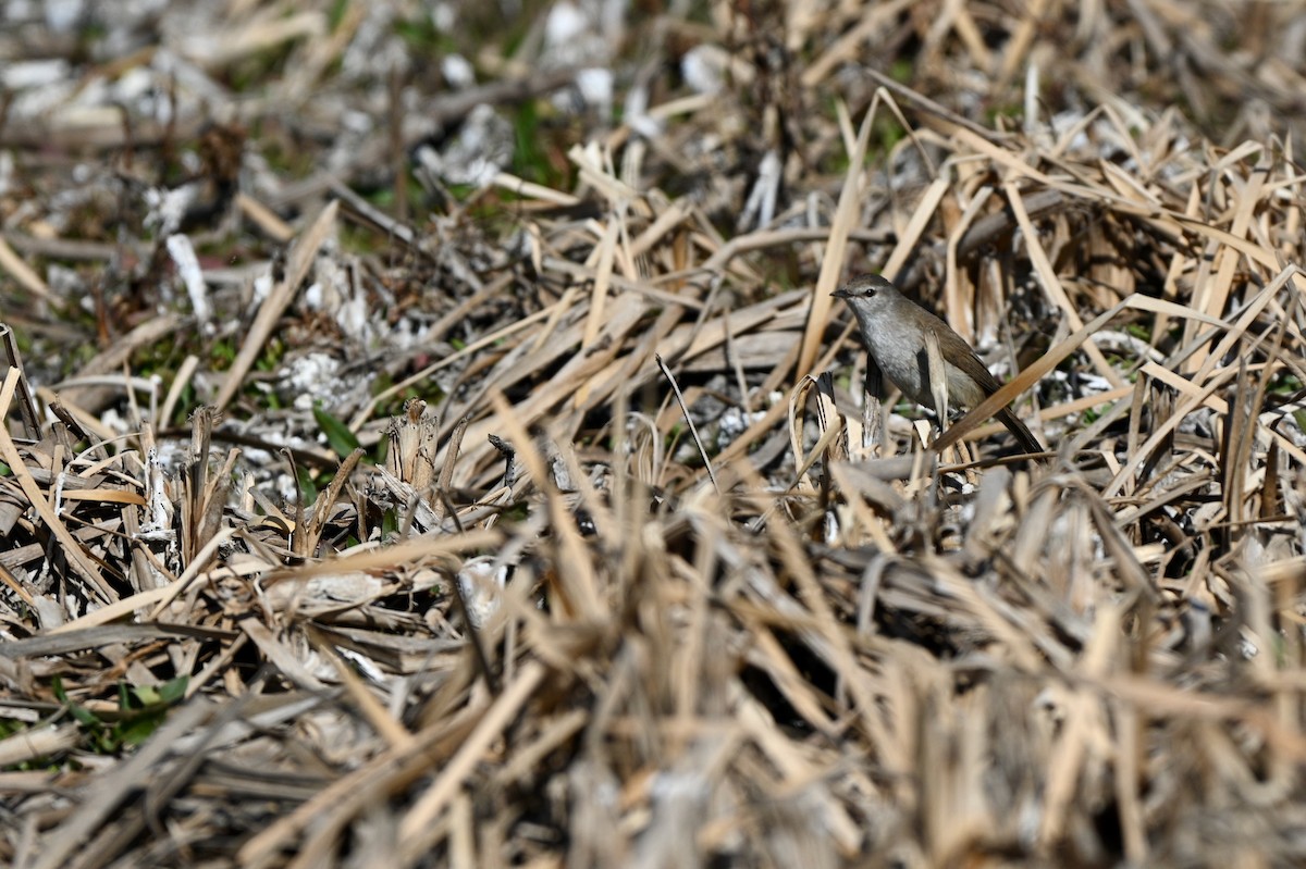 Lesser Swamp Warbler - ML628818360