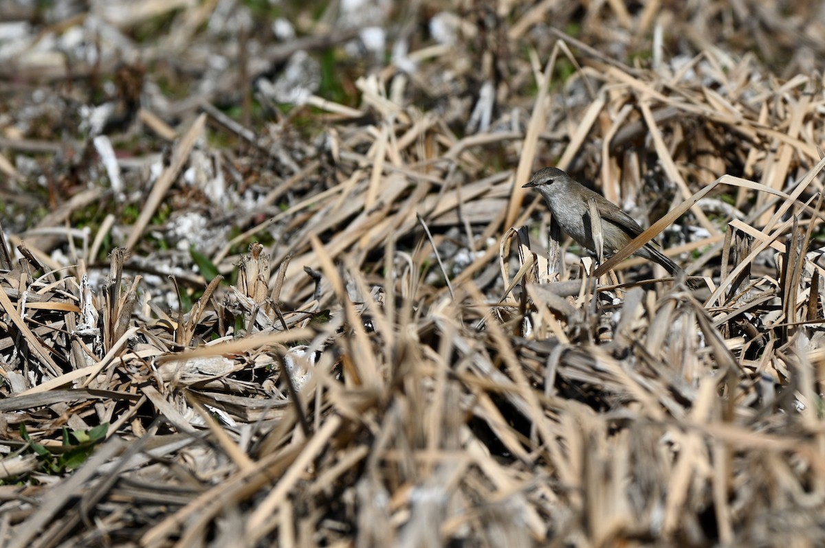 Lesser Swamp Warbler - ML628818361