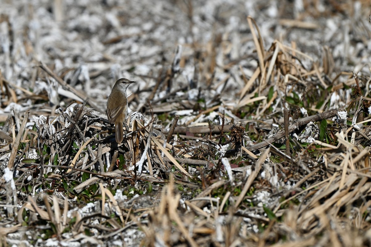 Lesser Swamp Warbler - ML628818362