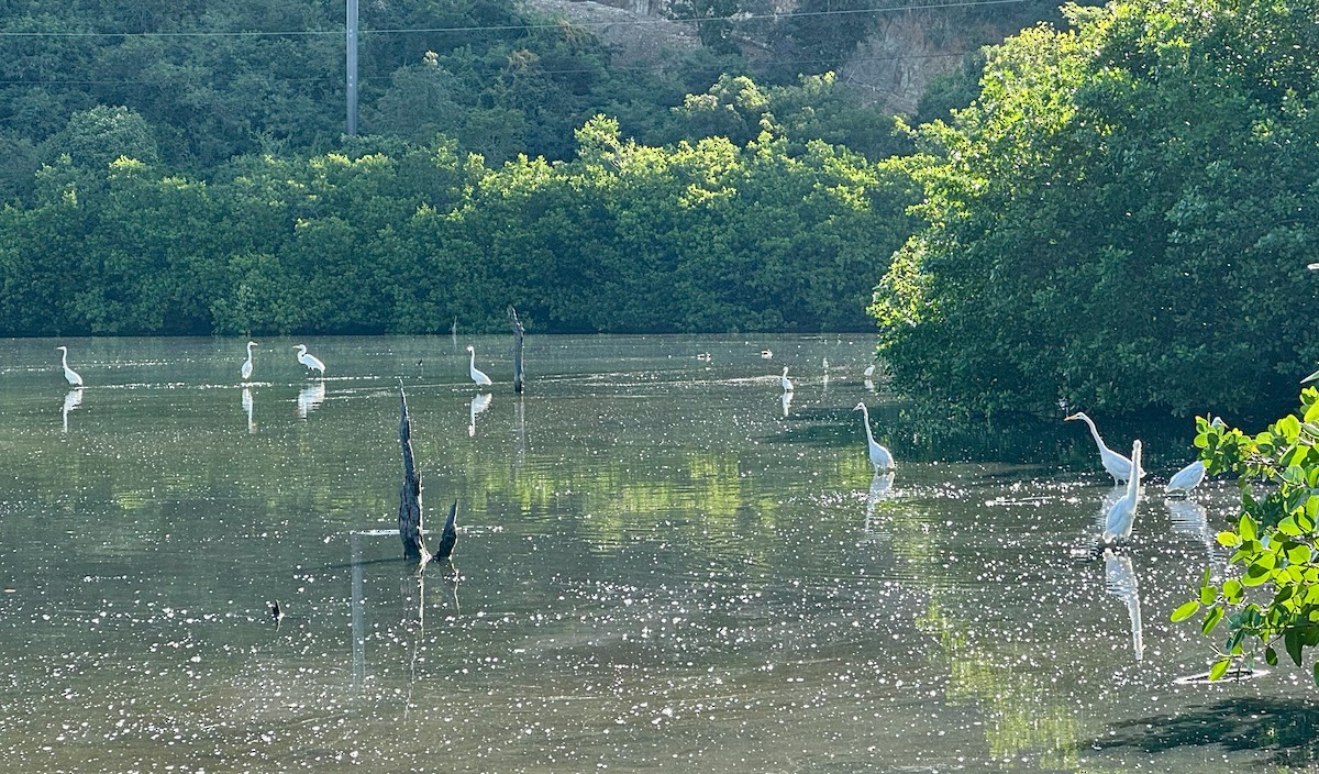 Great Egret - ML628818706