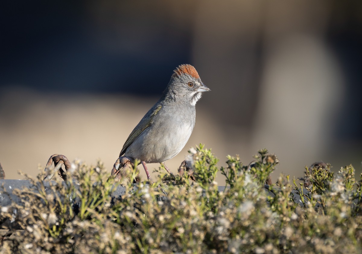 Green-tailed Towhee - John Callender