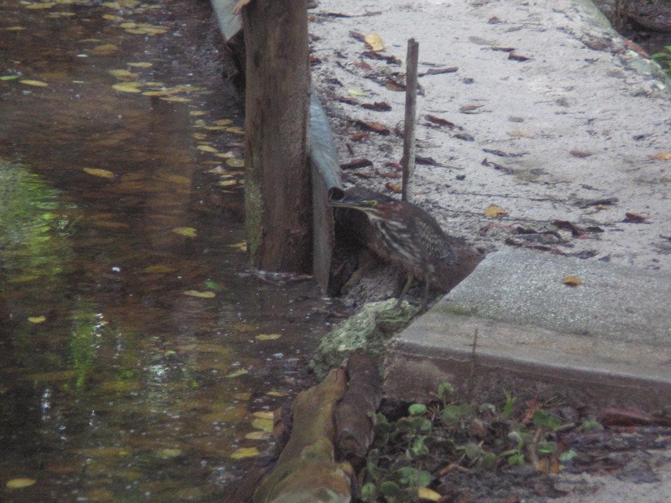 אנפית ירוקה - ML628819298