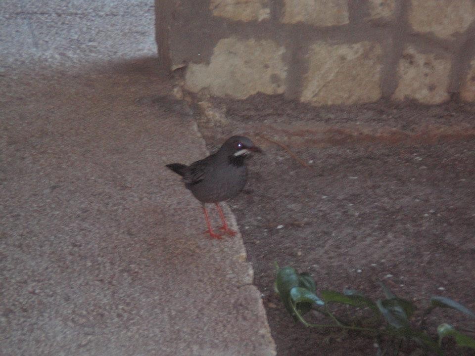 Western Red-legged Thrush - ML628819324