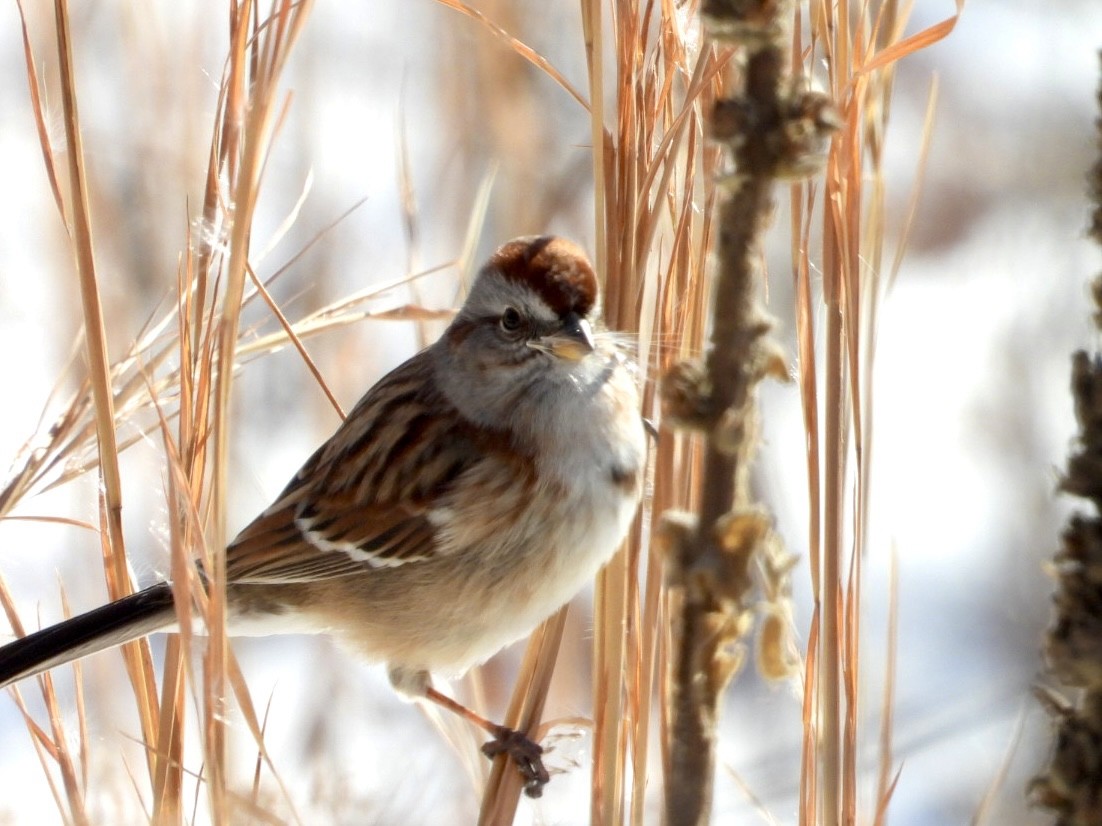 American Tree Sparrow - ML628819375